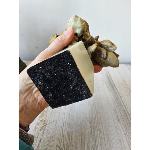 Spring Lion head bust statue figurine realistic unique vintage decor African uni - Picture 8 of 9